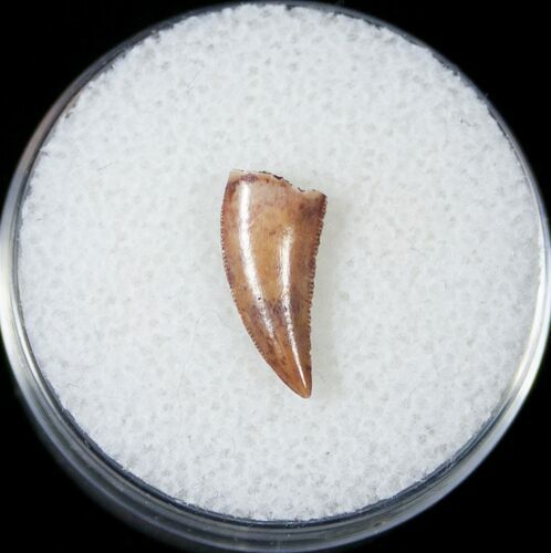 Bargain Raptor Tooth From Morocco - #14416